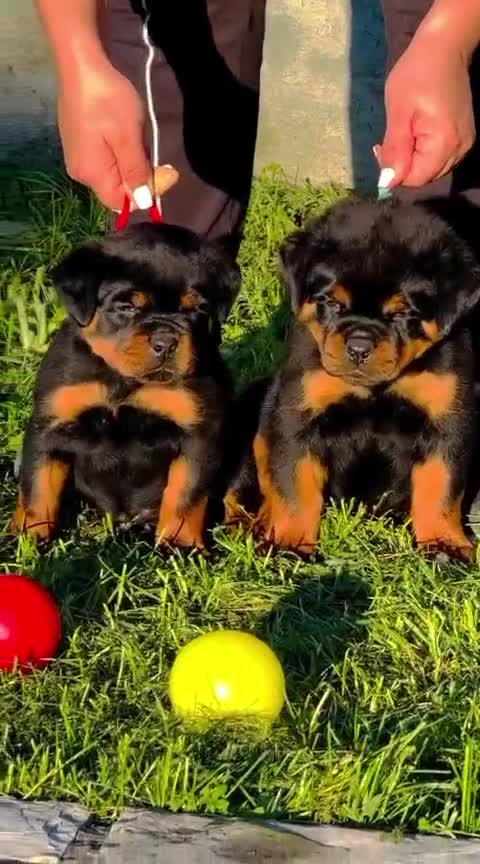 Rottweiler dogs for sale: 🐾 Adorable Rottweiler Puppies Ready! 🐾 - Video 1