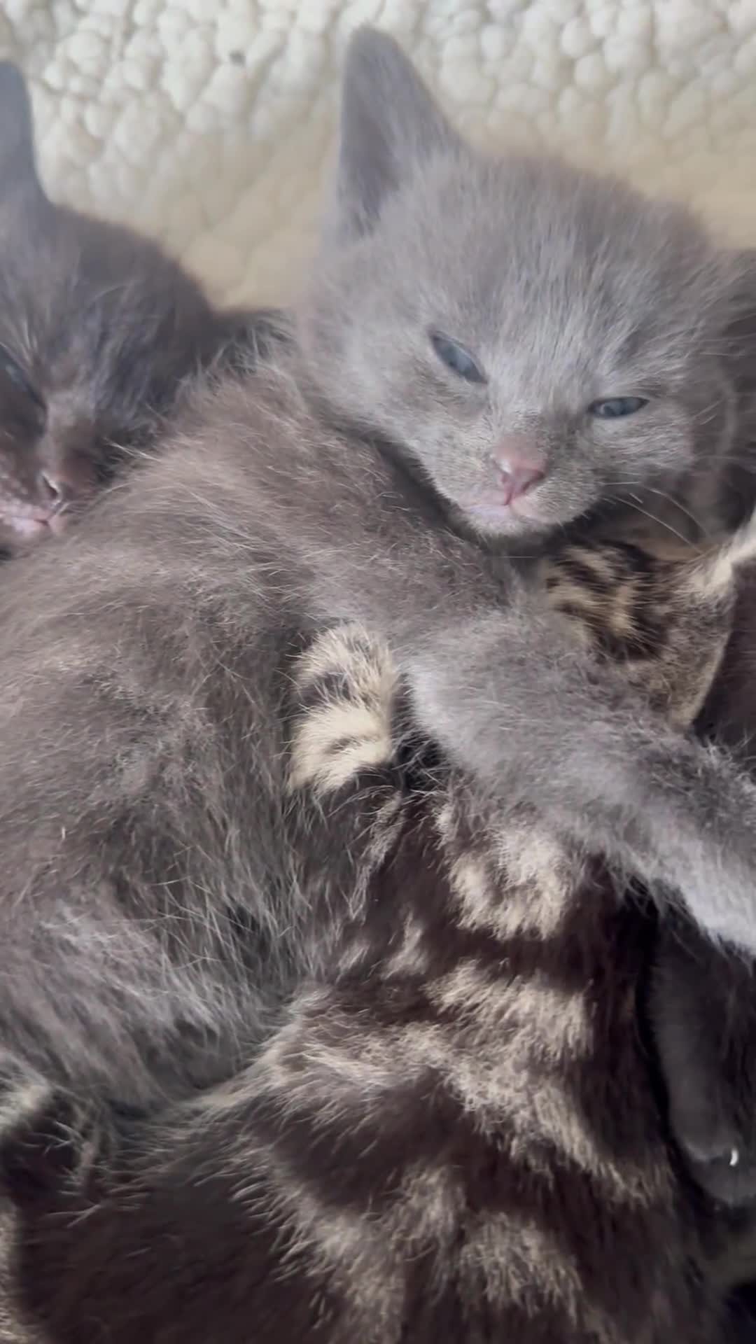Mixed Breed cats for sale: Beautiful Kittens for sale  - Video 1