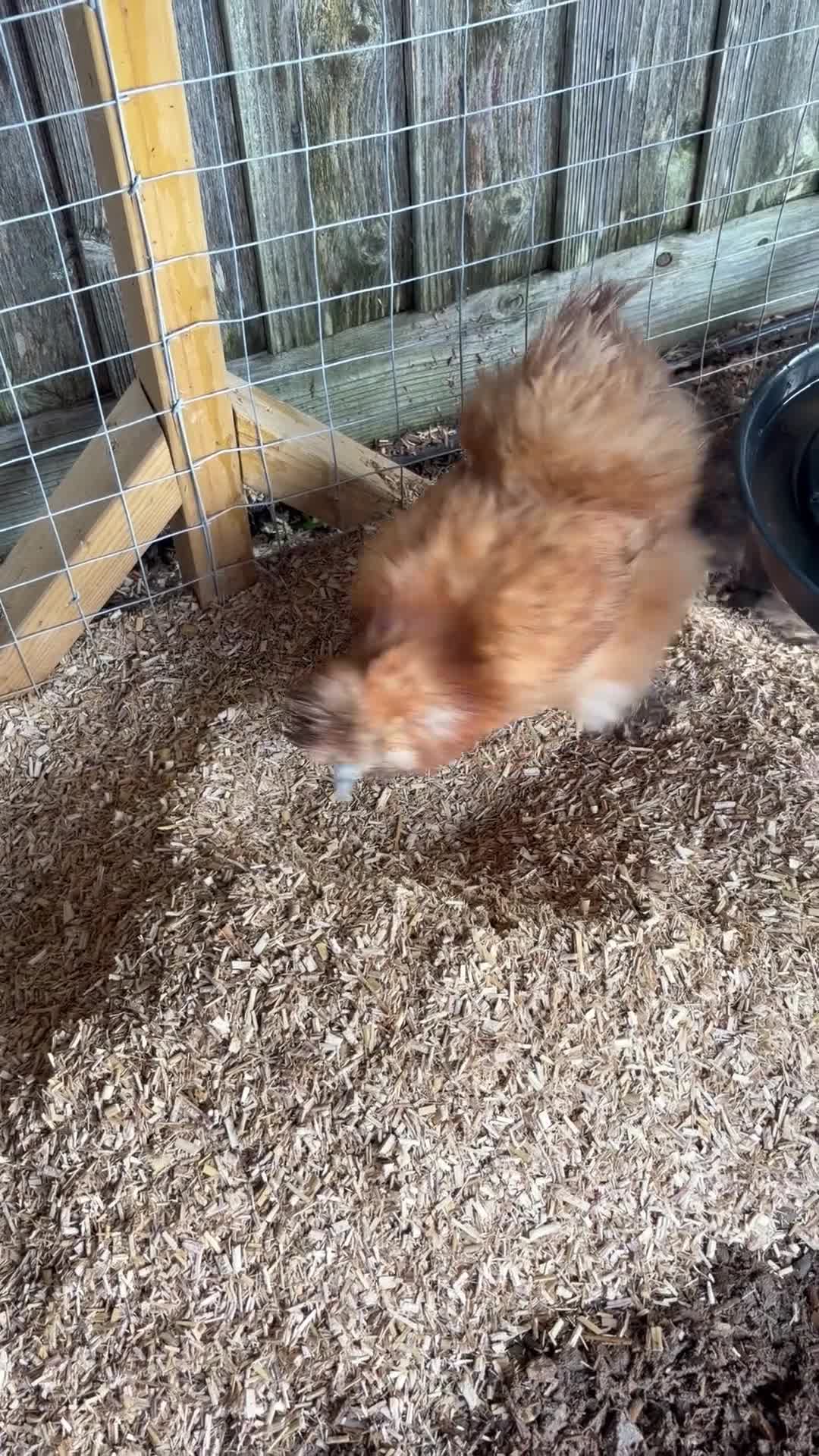 Chickens poultry for sale: 3x silkie chickens  in Plymouth - Video 1