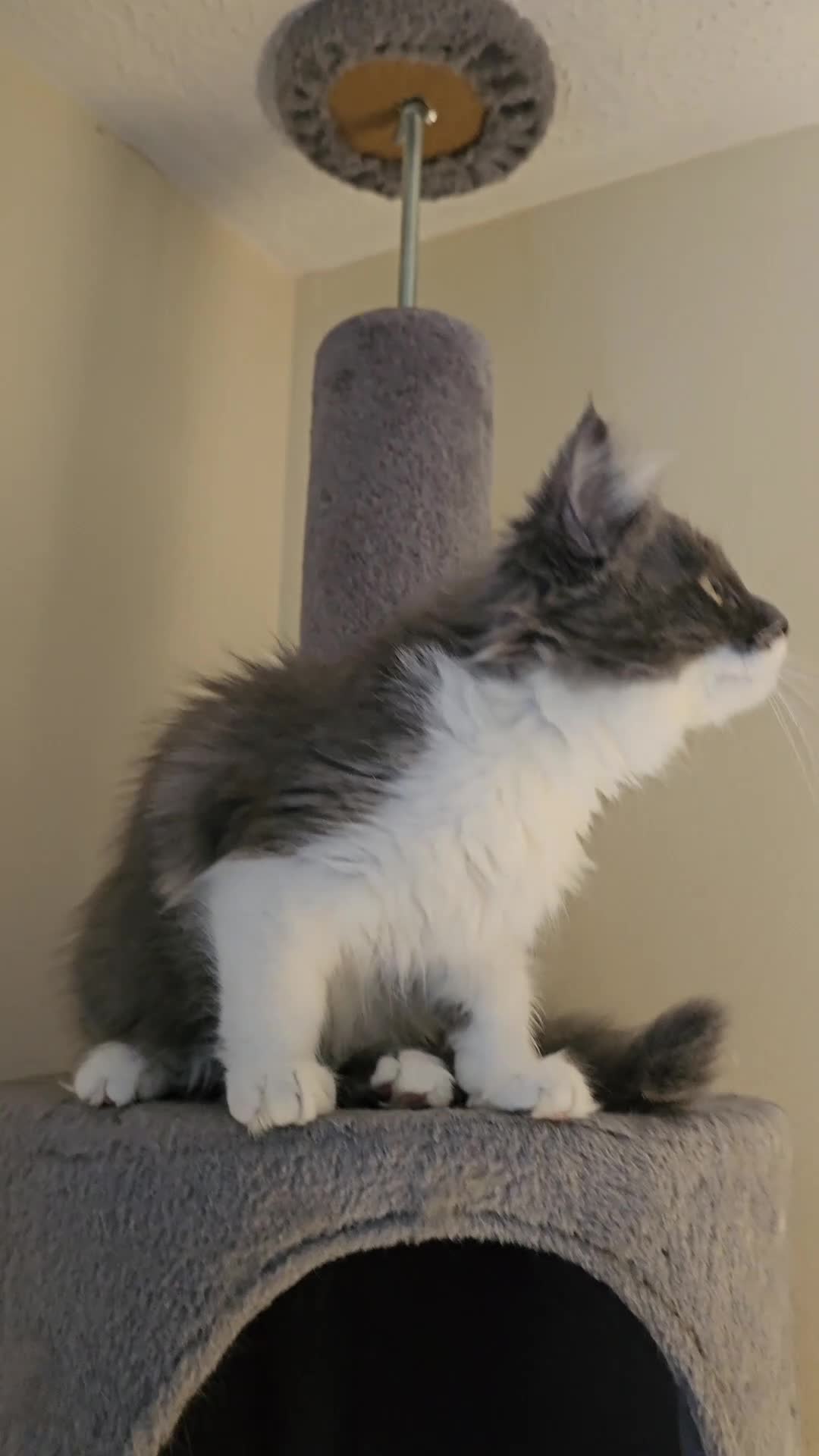 Maine Coon cats for sale: Maine Coon  - Video 2