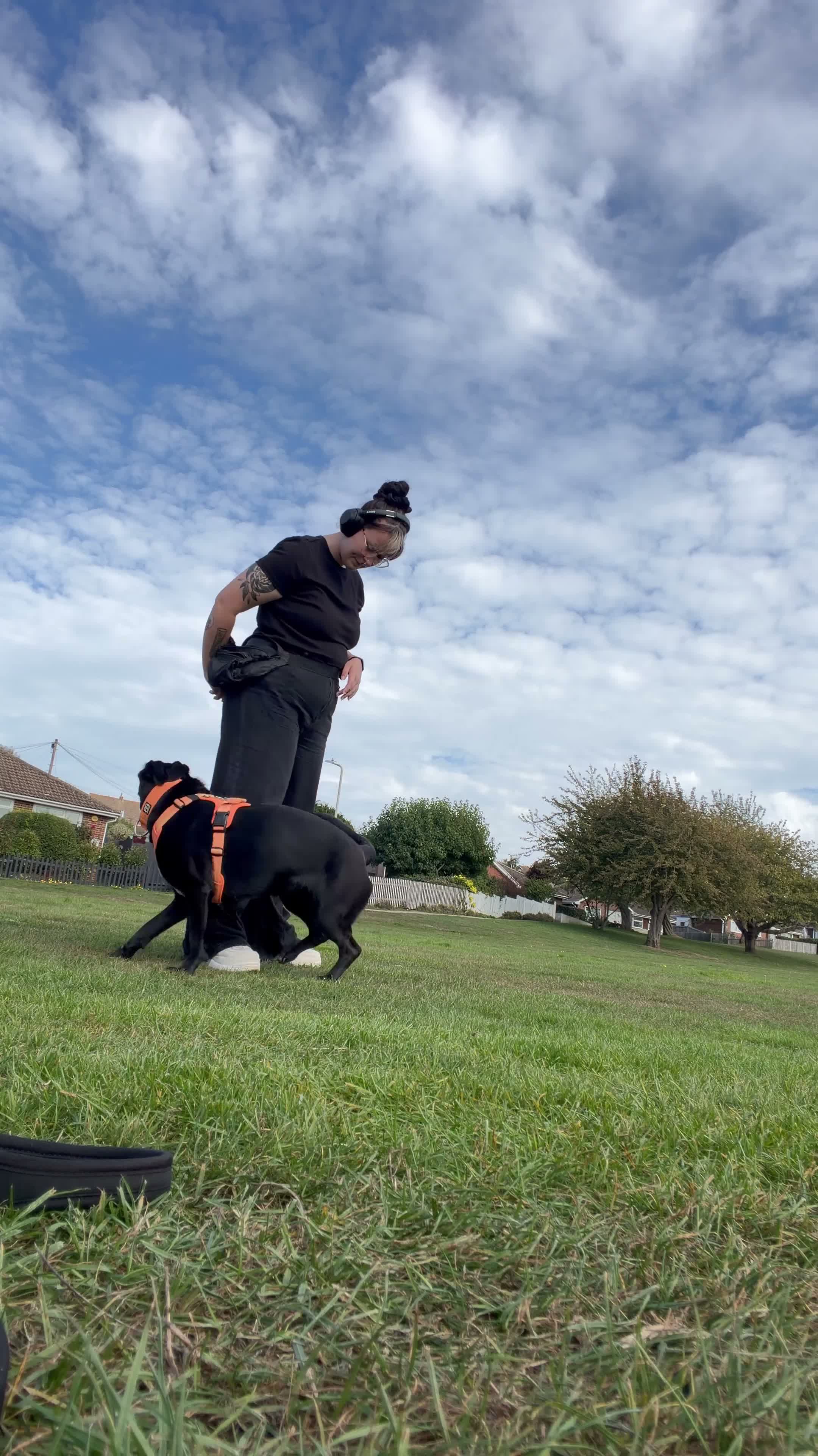Mixed Breed dogs for sale: Beautiful 2 year old cross breed  - Video 2