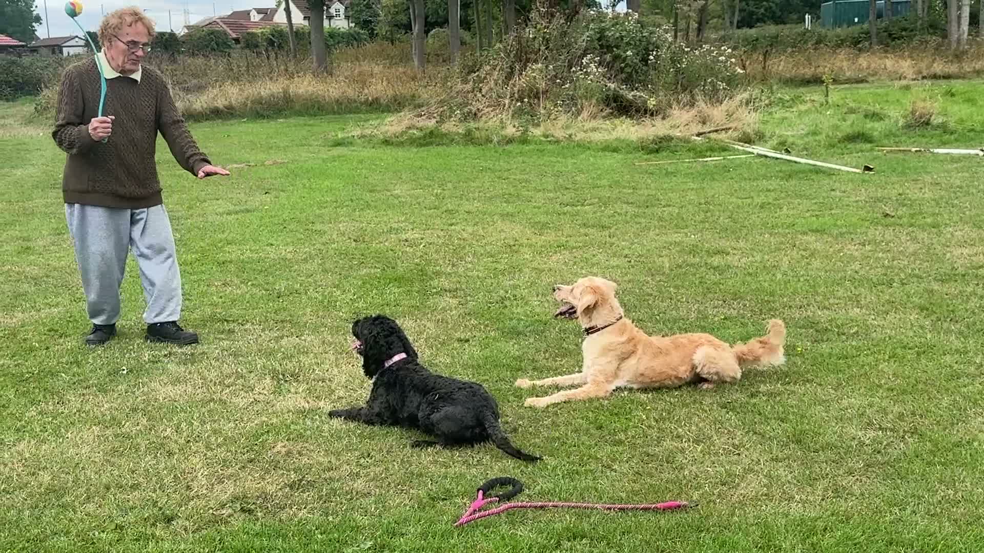 Mixed Breed dogs for sale: Australia Labradoodle 3 years old  - Video 1