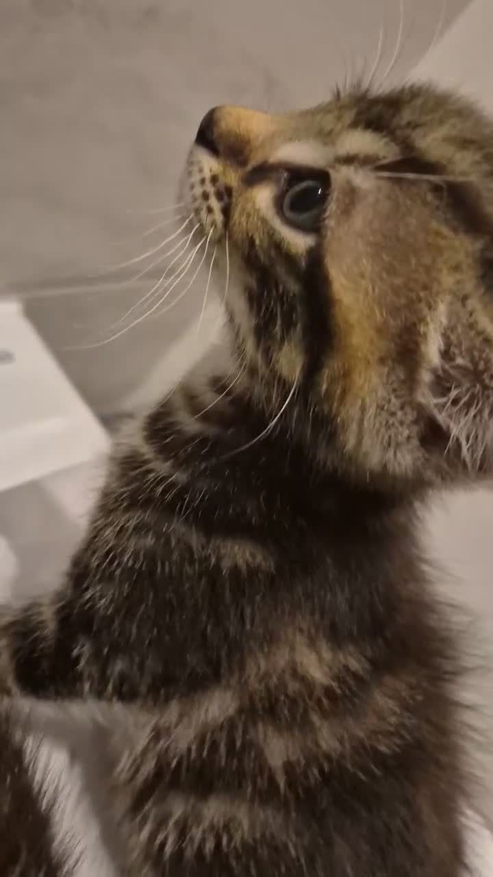 Mixed Breed cats for sale: Cute tabby kittens ready to go to their new homes - Video 3