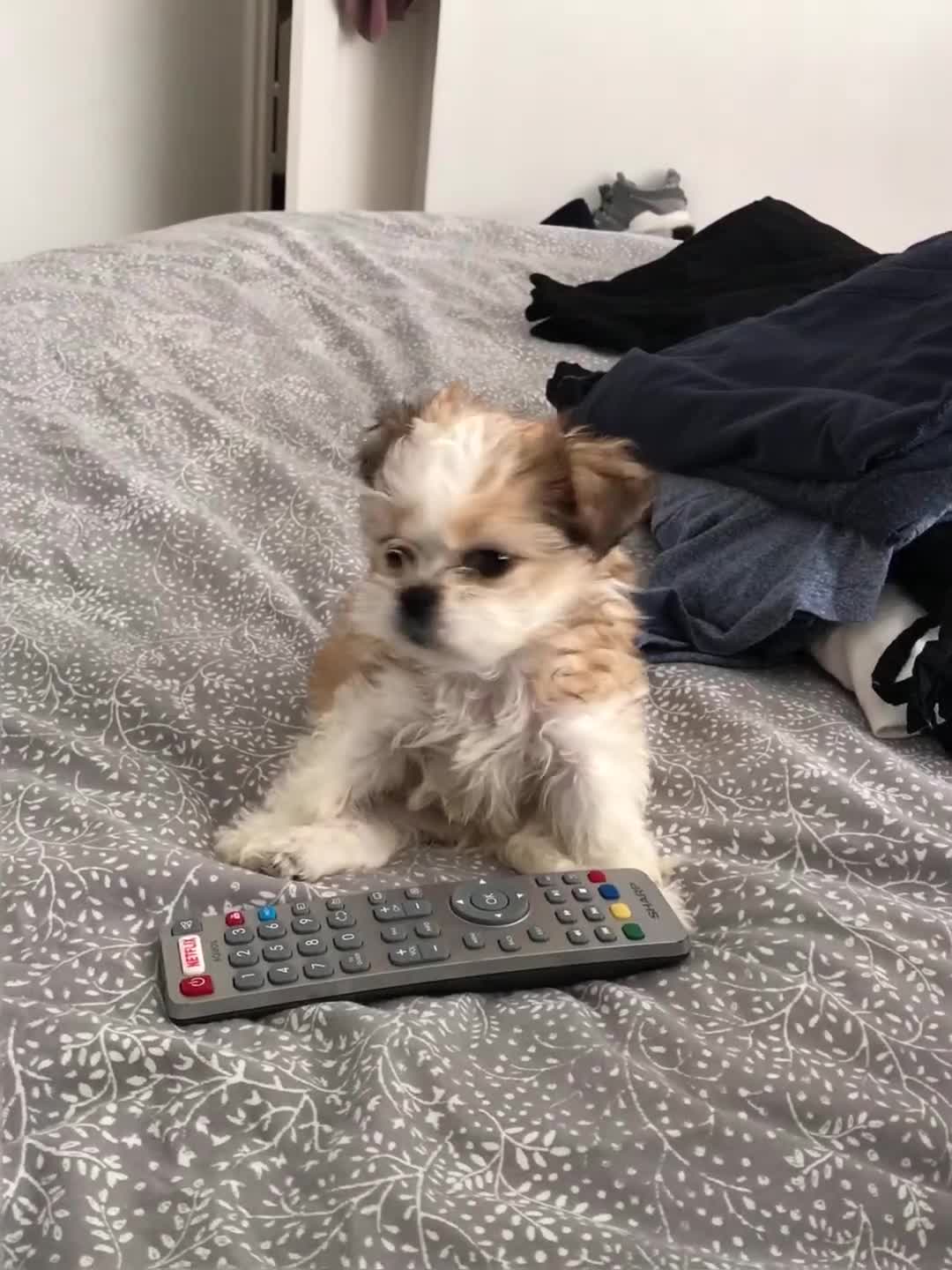 Mixed Breed dogs for stud: Chi Shi Shi tzu * Chihuahua  - Video 1
