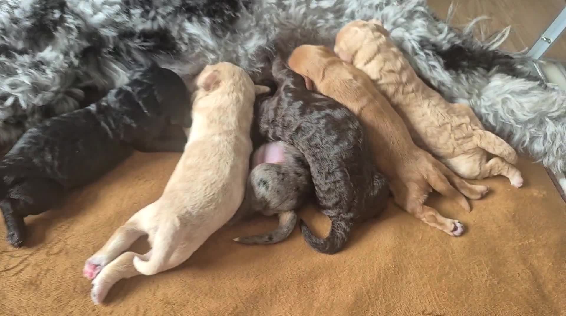 Cockapoo dogs for sale: Loving forever homes wanted. Perfect Cockapoo's.   - Video 1