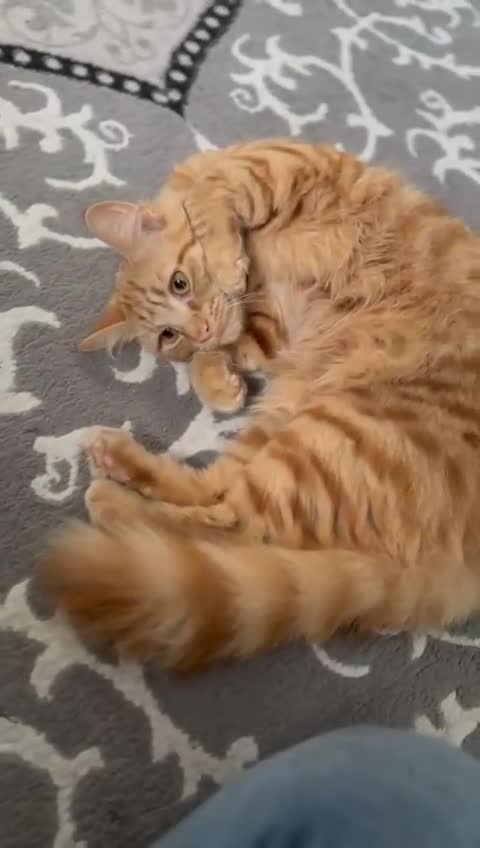 Mixed Breed cats for adoption: Dolly has to find a new home - Video 1