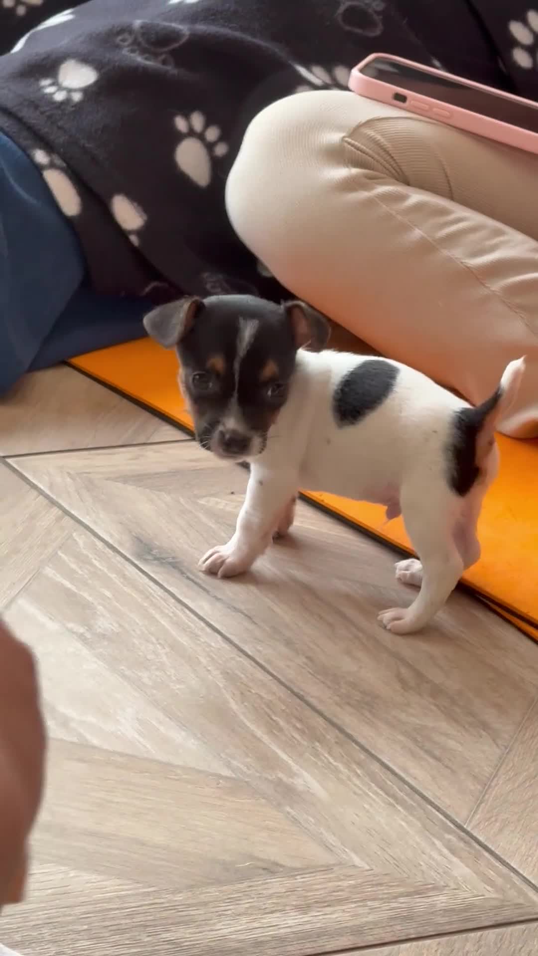 Jack Russell dogs for sale: Traditional Jack Russell Puppies  - Video 2