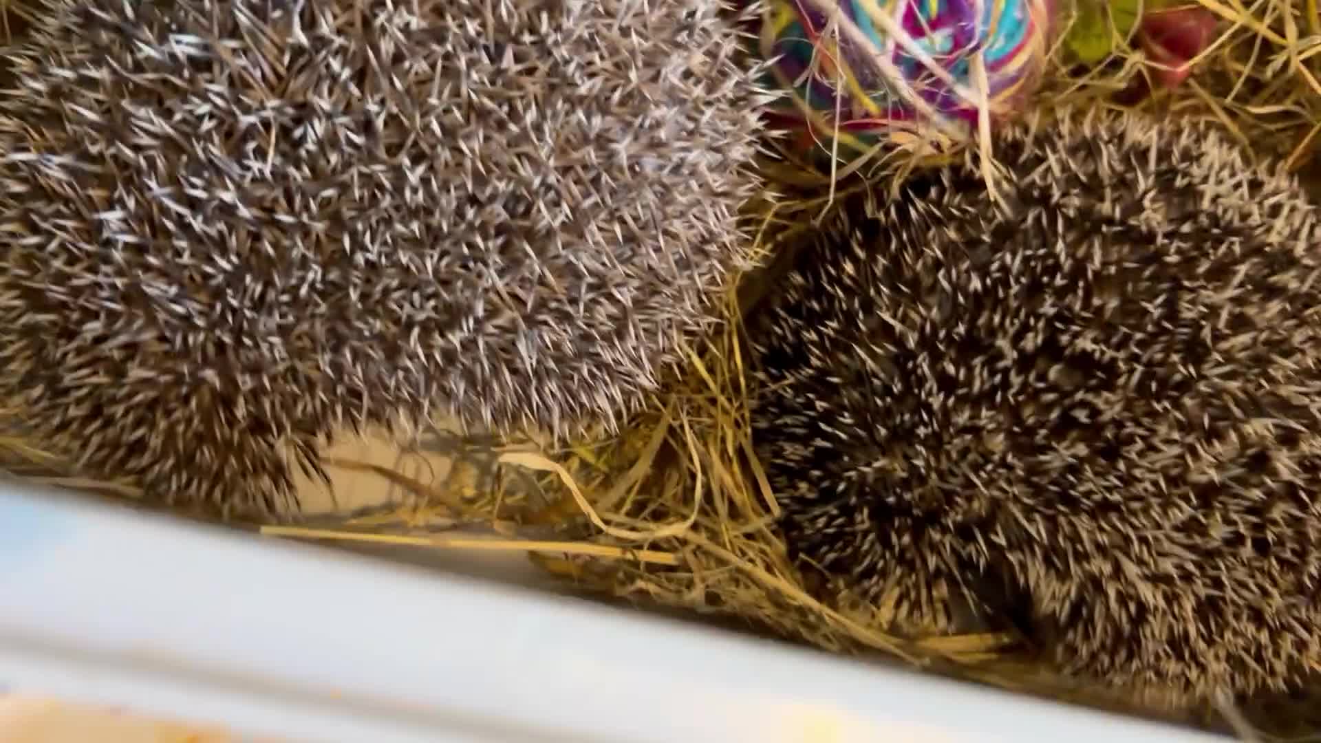 Pygmy Hedgehog rodents for sale: Pair Pygmy Hedgehogs Emergency Rehoming - Video 1
