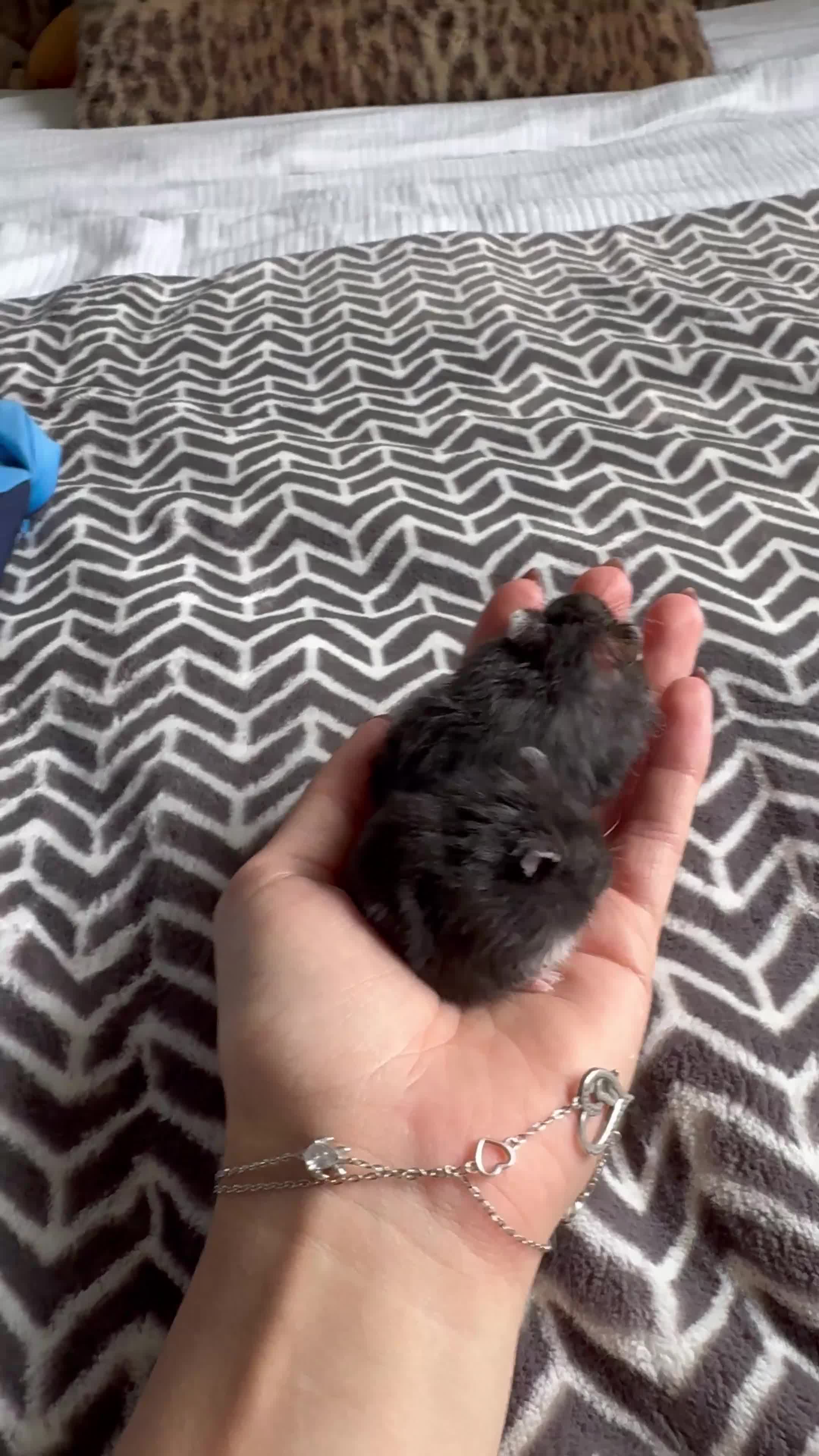 Hamster rodents for sale: Winter White Mix Litter - Video 2