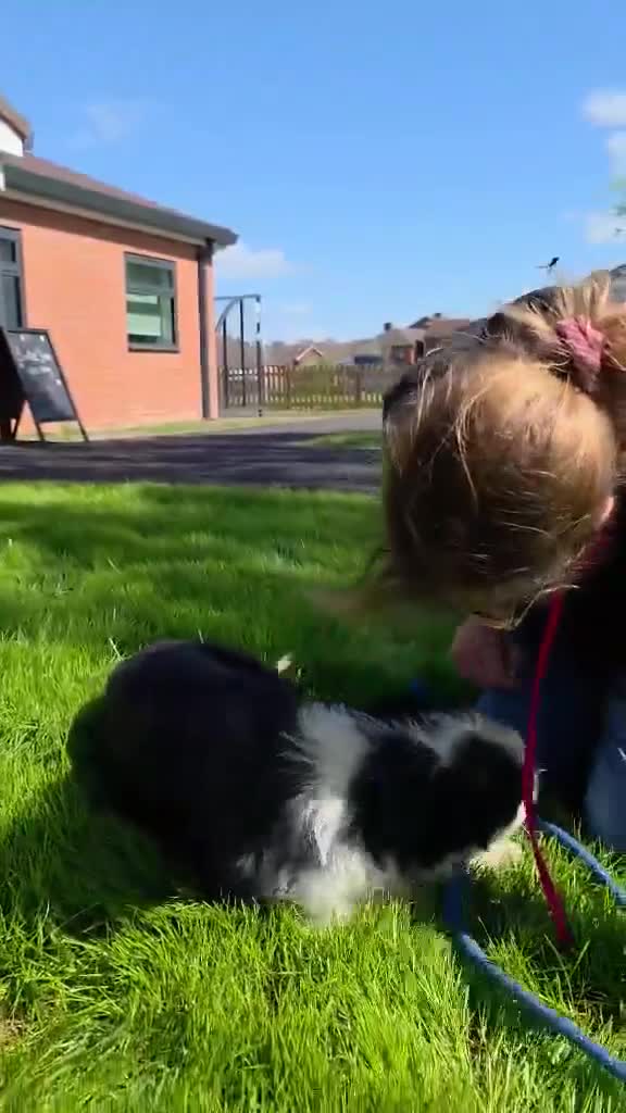 Mixed Breed dogs for adoption: OREO - SWEET HEART, NO CALORIES ❤️ - Video 2