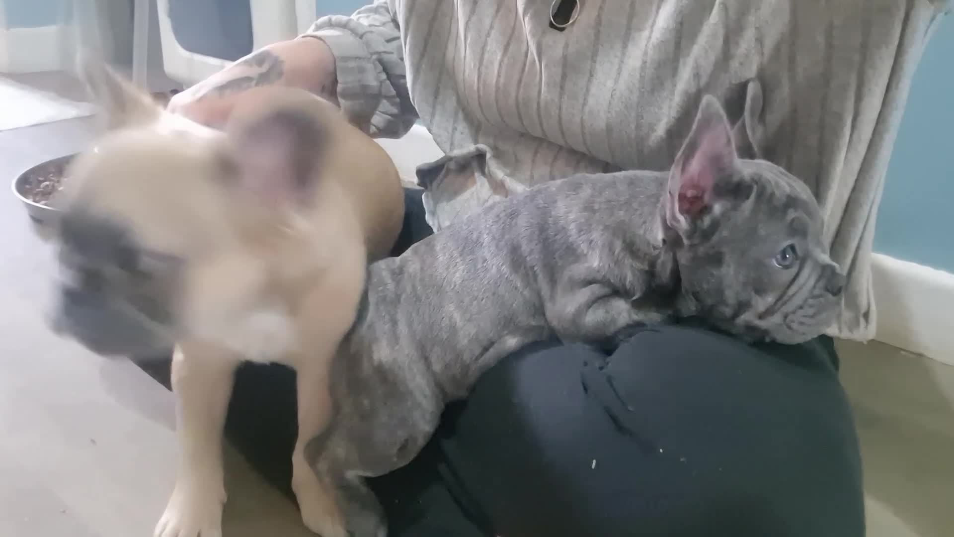 French Bulldog dogs for sale: Beautiful brindle french-bulldog girl left!  - Video 1