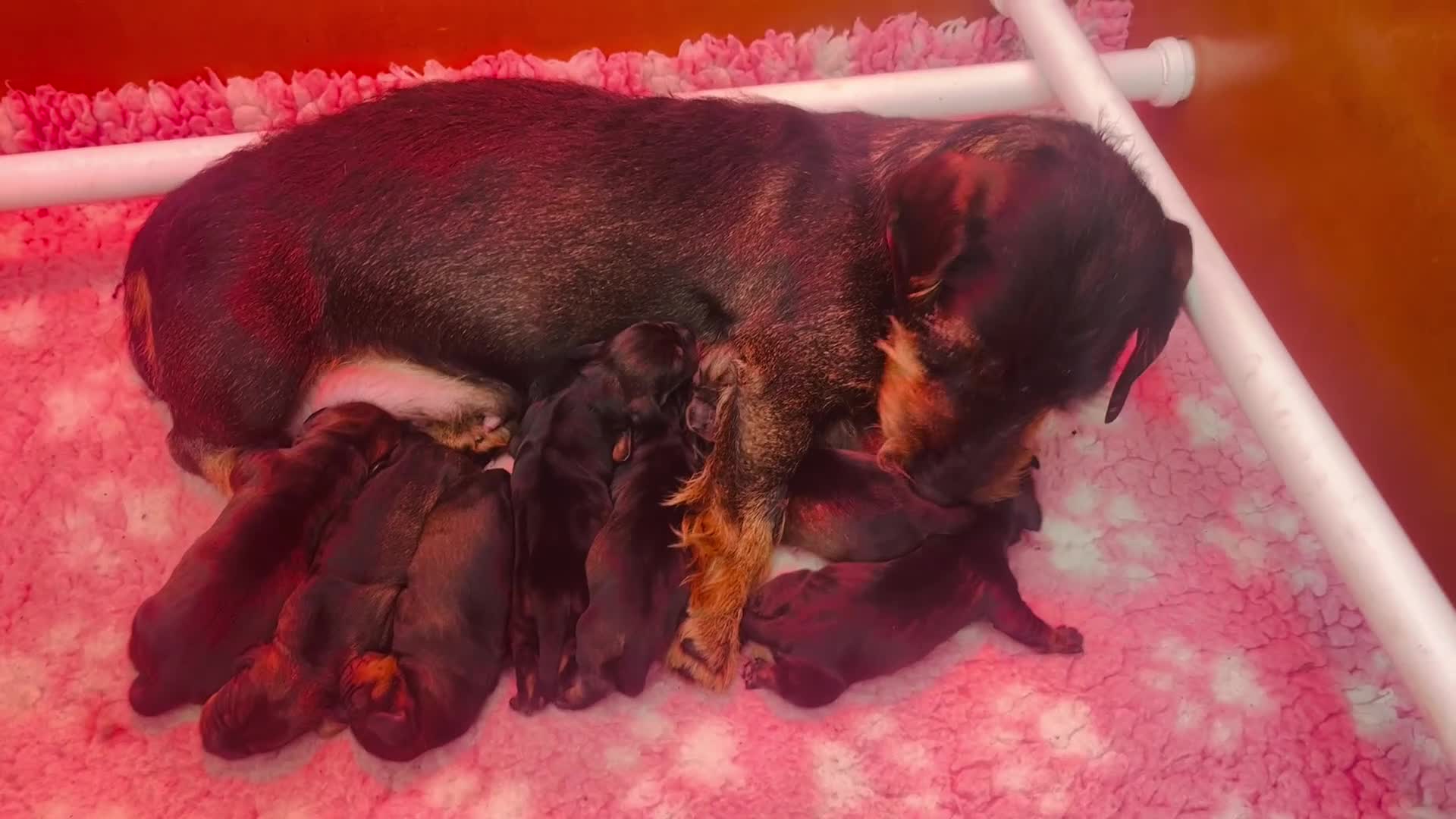 Dachshund dogs for sale: Kc registered Standard wire haired dachshund pups  - Video 1