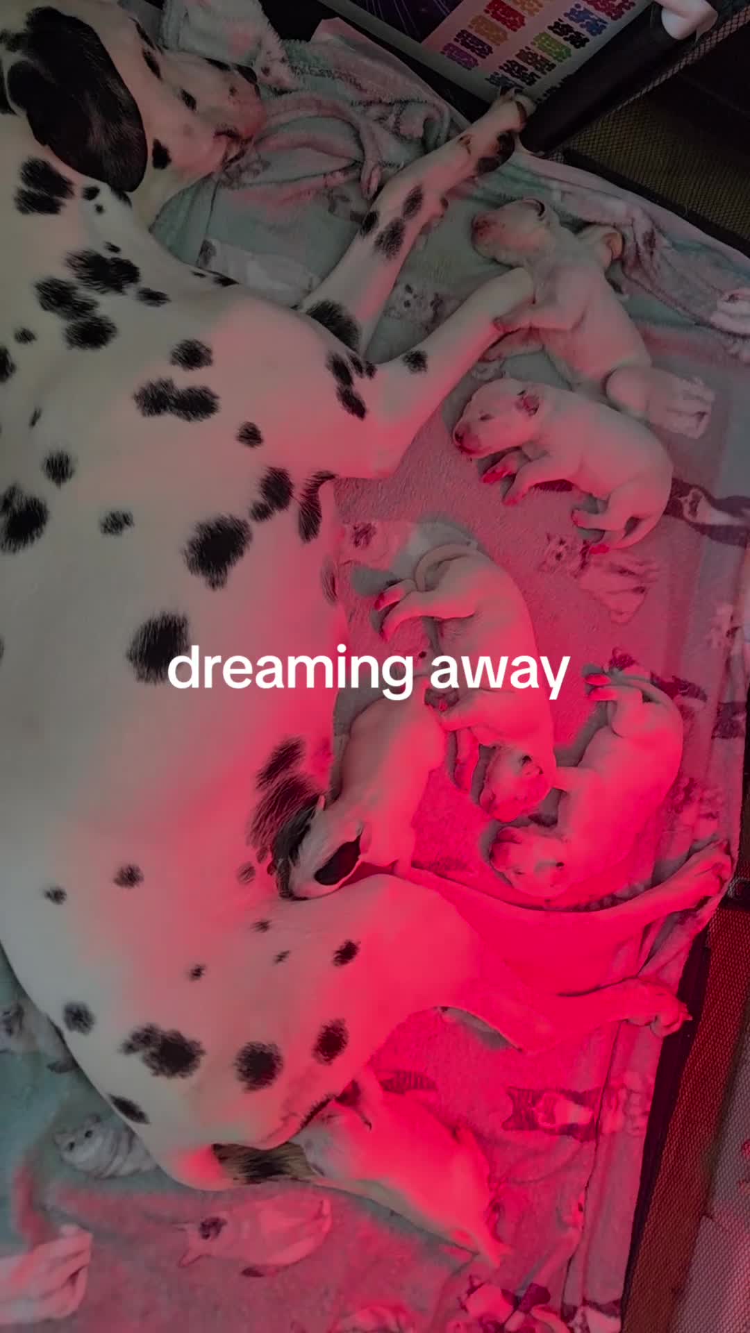Dalmatian dogs for sale: 7 stunning Dalmatian pups in Reading - Video 1
