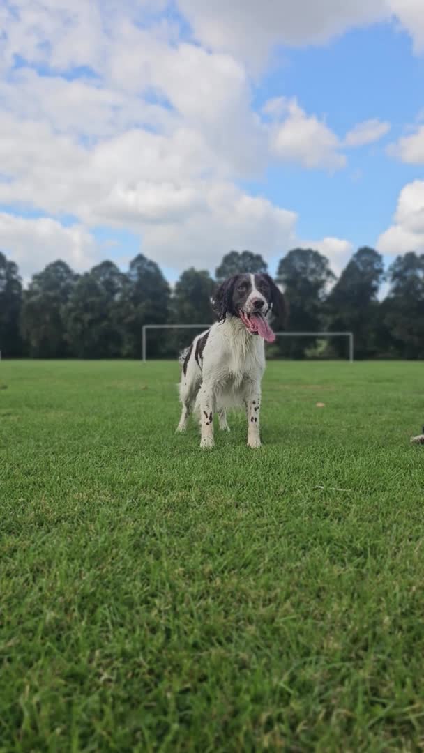 English Springer Spaniel dogs for stud: English Springer Spaniel Stud in Derby - Video 1