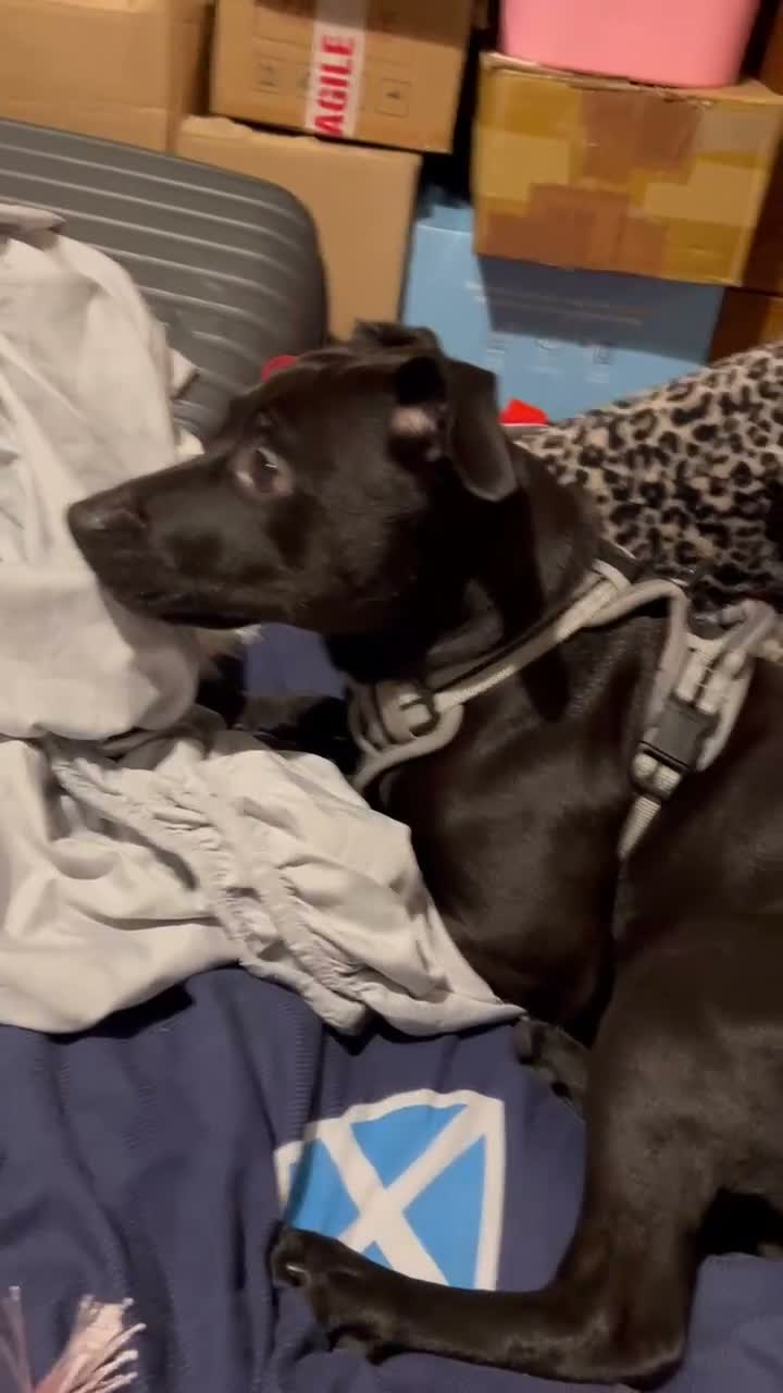 Patterdale Terrier dogs for sale: 3 year old Patterdale terrier  in Jarrow - Video 2