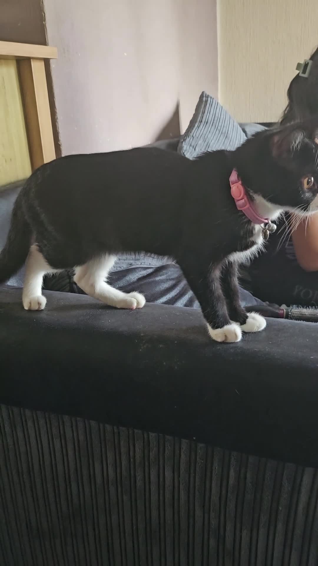 Mixed Breed cats for sale: Beautiful tux kitten for sale in Newport - Video 2