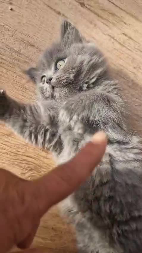 British Longhair cats for sale: Gorgeous Blue British longhair kittens - Video 4