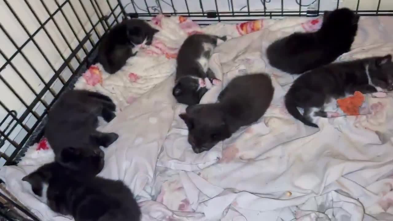 Mixed Breed cats for sale: Kitten  - Video 2