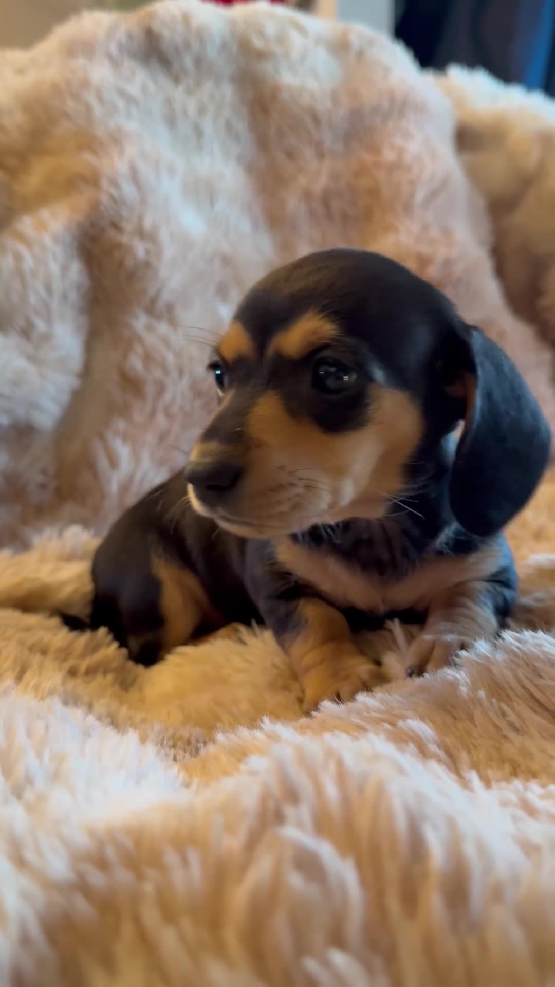 Dachshund dogs for sale: Dachshund pups Black and Tan  - Video 1