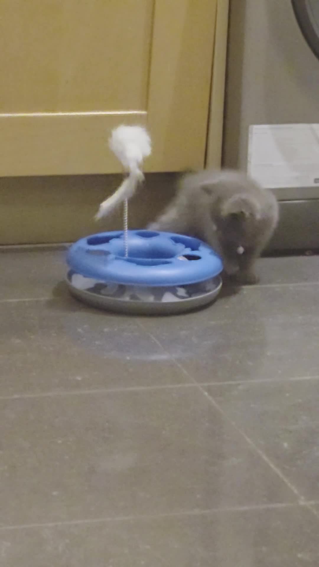 British Shorthair cats for sale: Blue British Shorthair  - Video 1