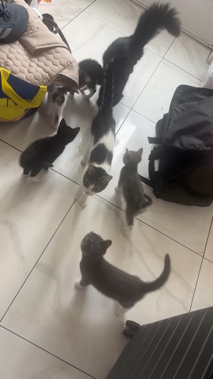 Maine Coon cats for sale: Maine Coon x Ragdoll - Video 1