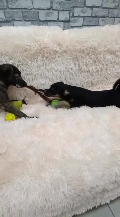 Mixed Breed dogs for adoption: 💙🐶 MARIUSZ 🐶💙 - Video 1