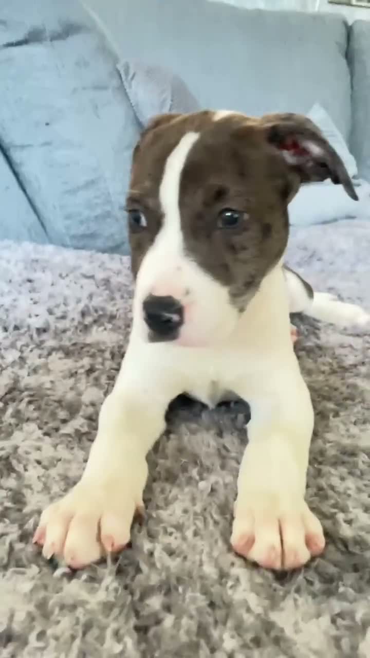 Boxer dogs for sale: Beautiful Boxer Puppy  Ready for His Forever Home - Video 1