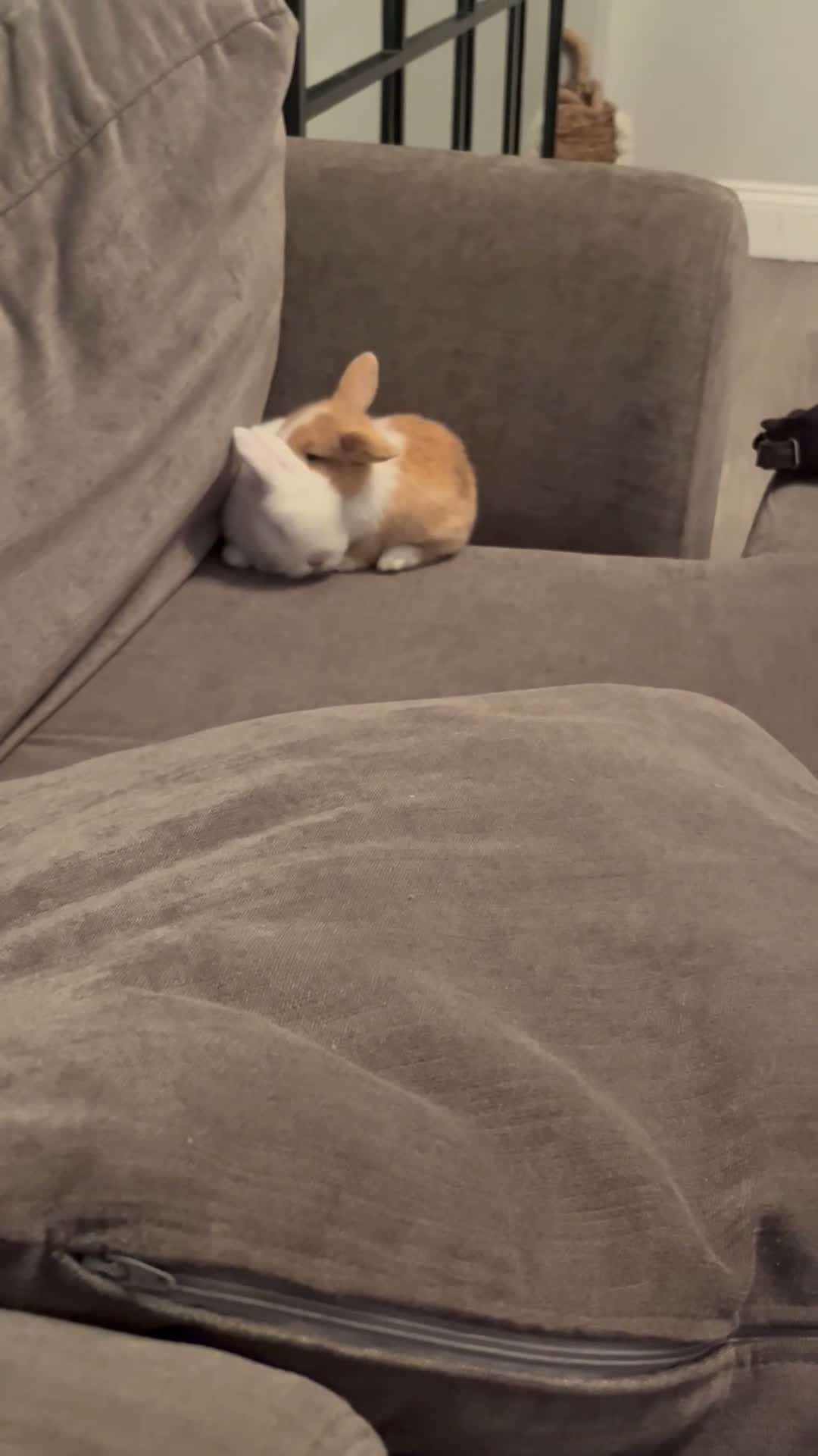 Cashmere Lop rabbits for sale: Cashmere Lops in Brentwood - Video 2