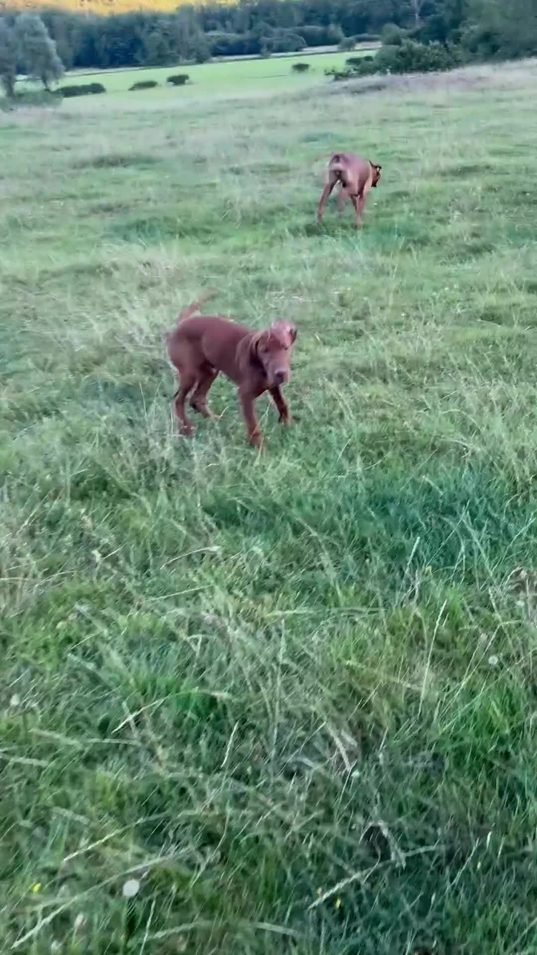 Hungarian Vizsla dogs for sale: 🐶Adorable KC Hungarian Vizsla Puppies 💗🩵 - Video 2