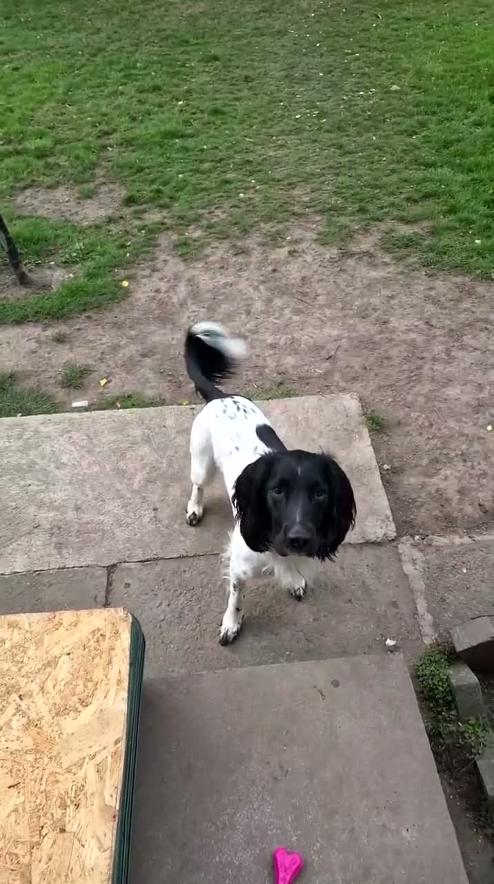English Springer Spaniel dogs for sale: Mr stephen woodcock - Video 1