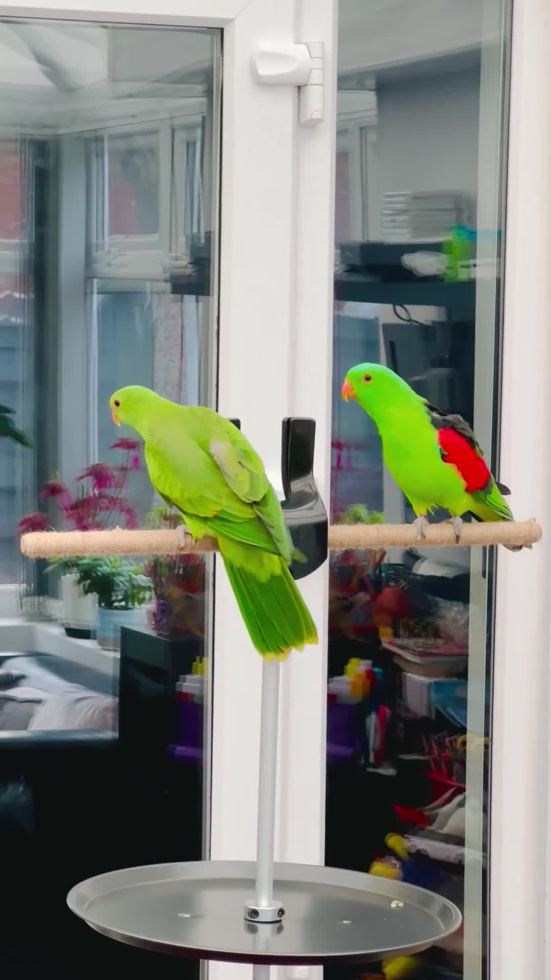Parrots birds for sale: RARE Pair of Crimson Wing Parrots - Video 1