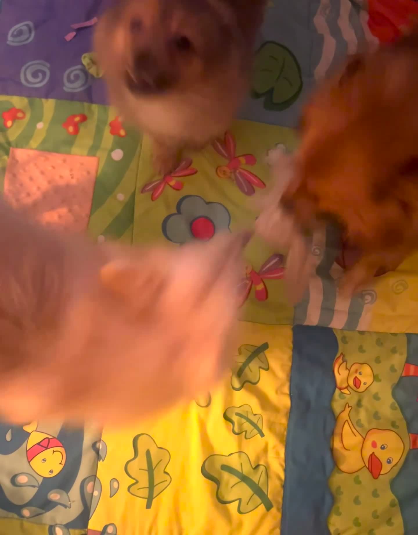 Mixed Breed dogs for sale: Forever Home Wanted  - Video 1