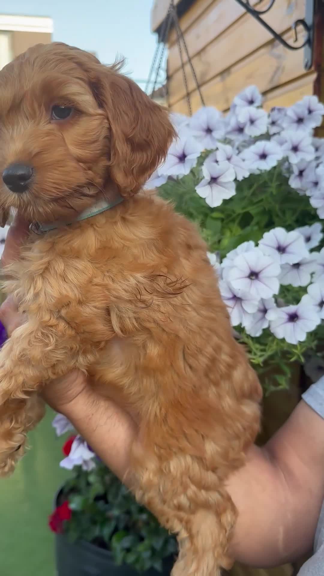Cockapoo dogs for sale: Stunning F1 puppies Champions Bloodlines  - Video 3