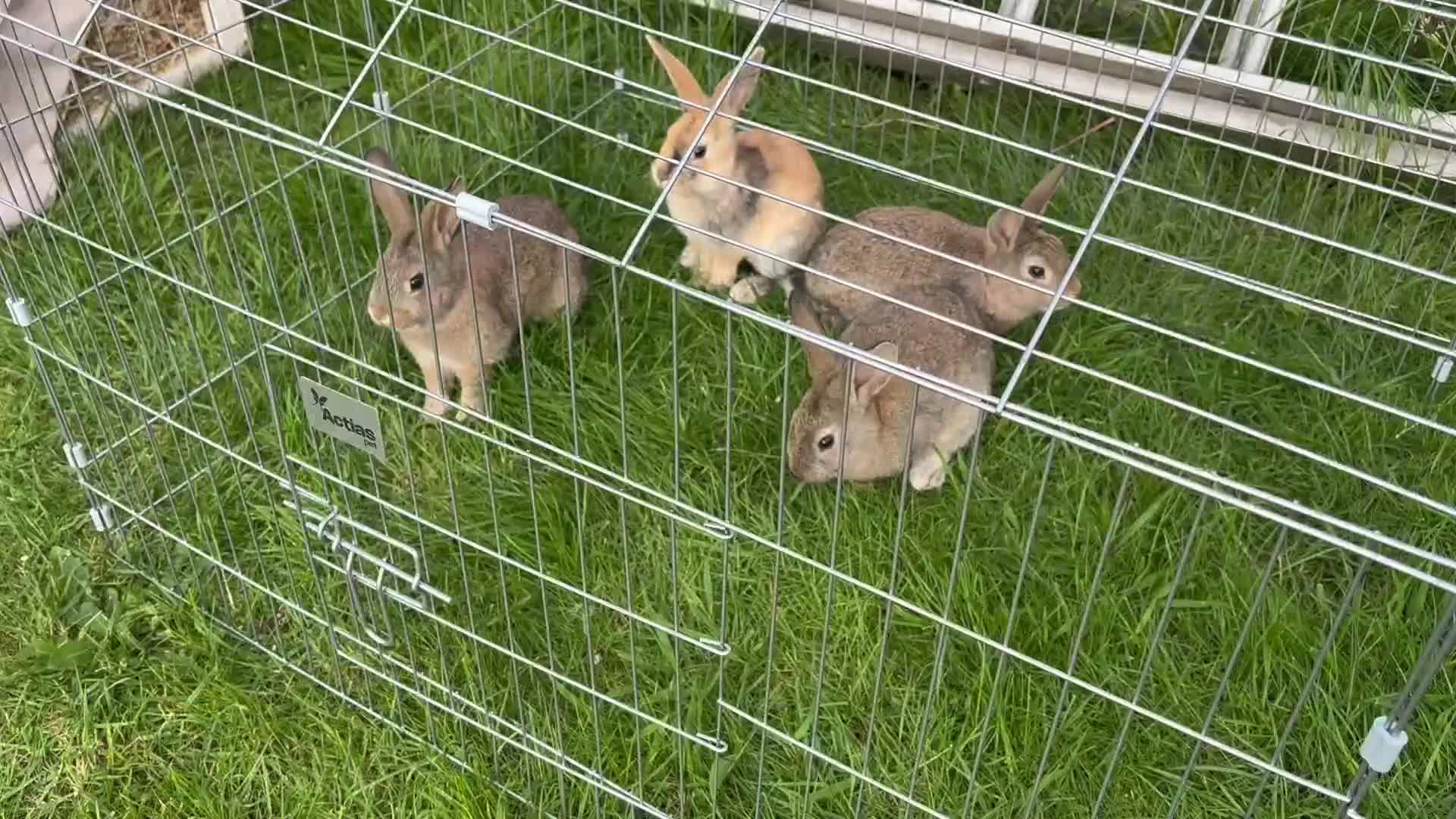 Mixed Breed rabbits for sale: Lop x Himalayan bunnies  - Video 2