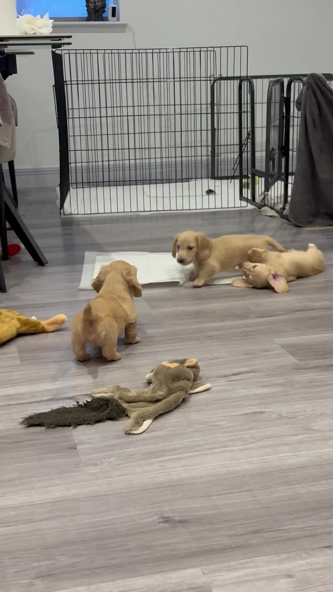 Miniature Dachshund dogs for sale: KC Registered Longhaired Miniature Dachshund Pups - Video 1