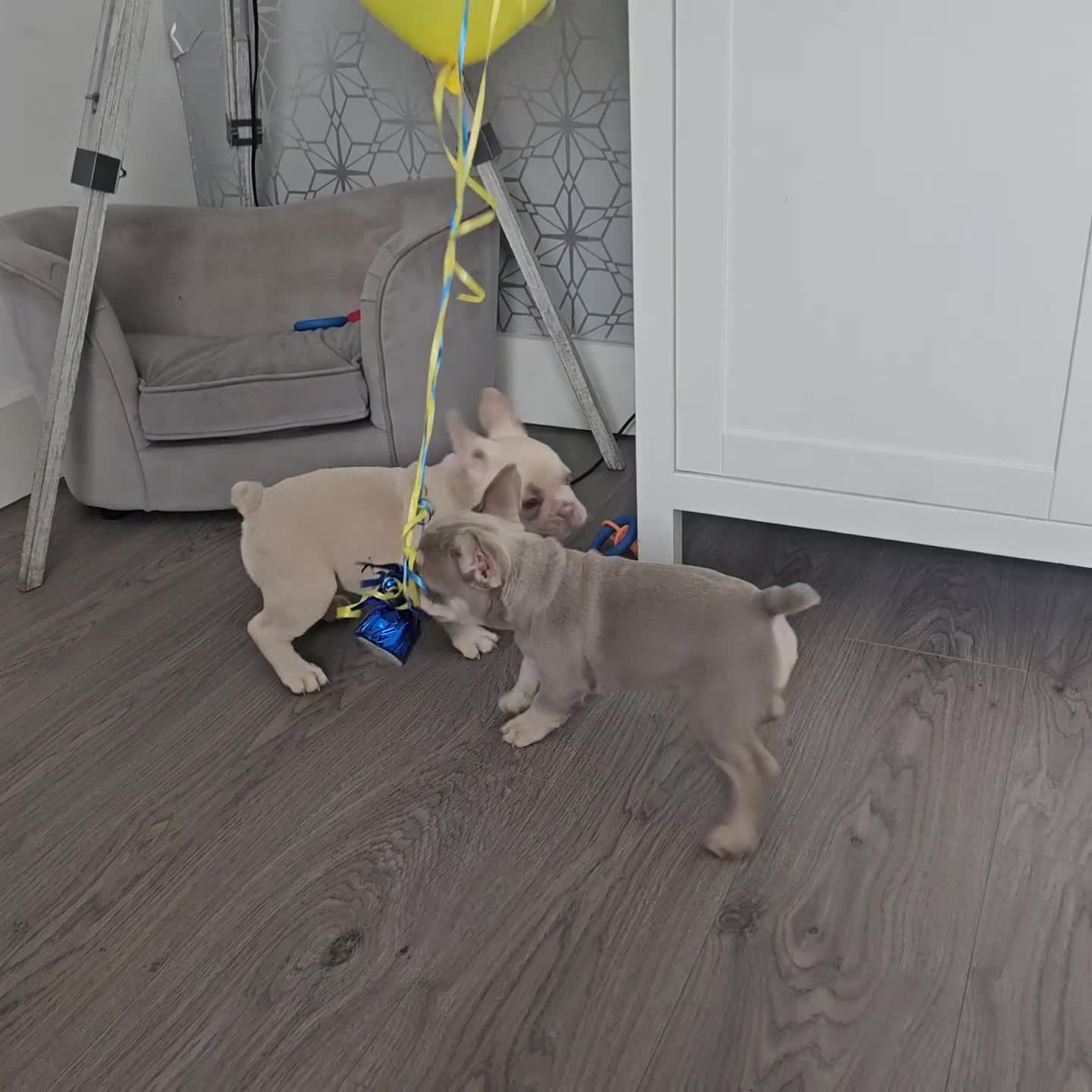 French Bulldog dogs for sale: ⭐️KC Reg⭐️Isabella & tan/liliac fawn ❤️ 🐾 - Video 1