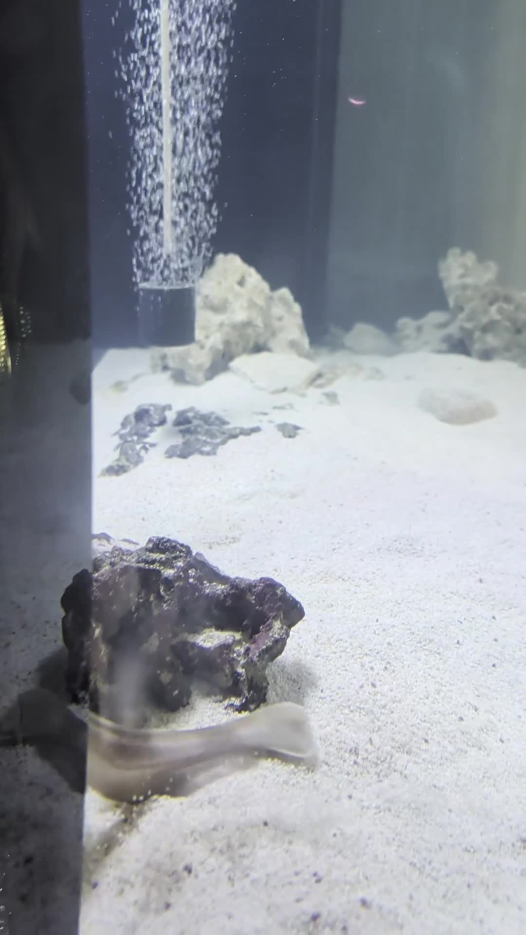 Sharks fish for sale: Banded bamboo shark - Video 1