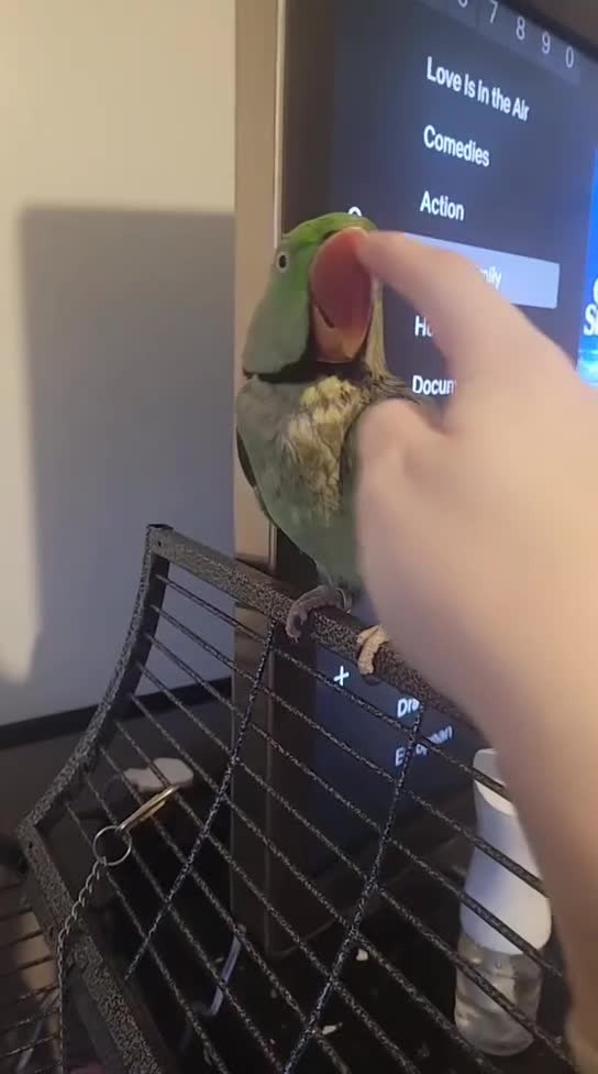 Parakeets birds for sale: Male alexandrine  - Video 1