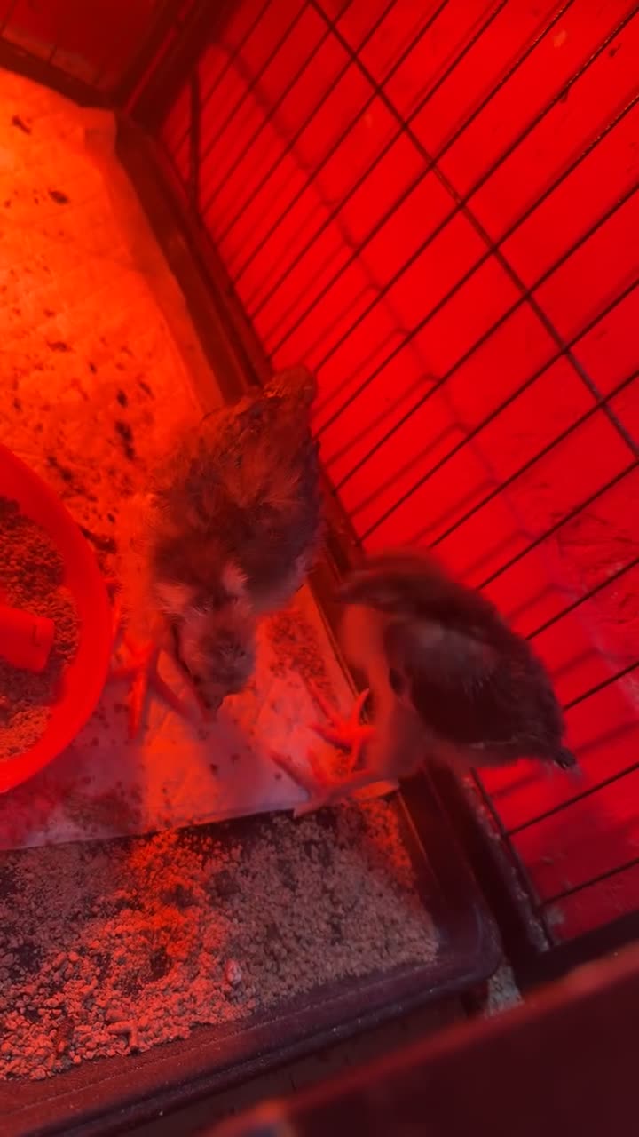 Chickens poultry for sale: Unsexed Swedish flower chicks - Video 3