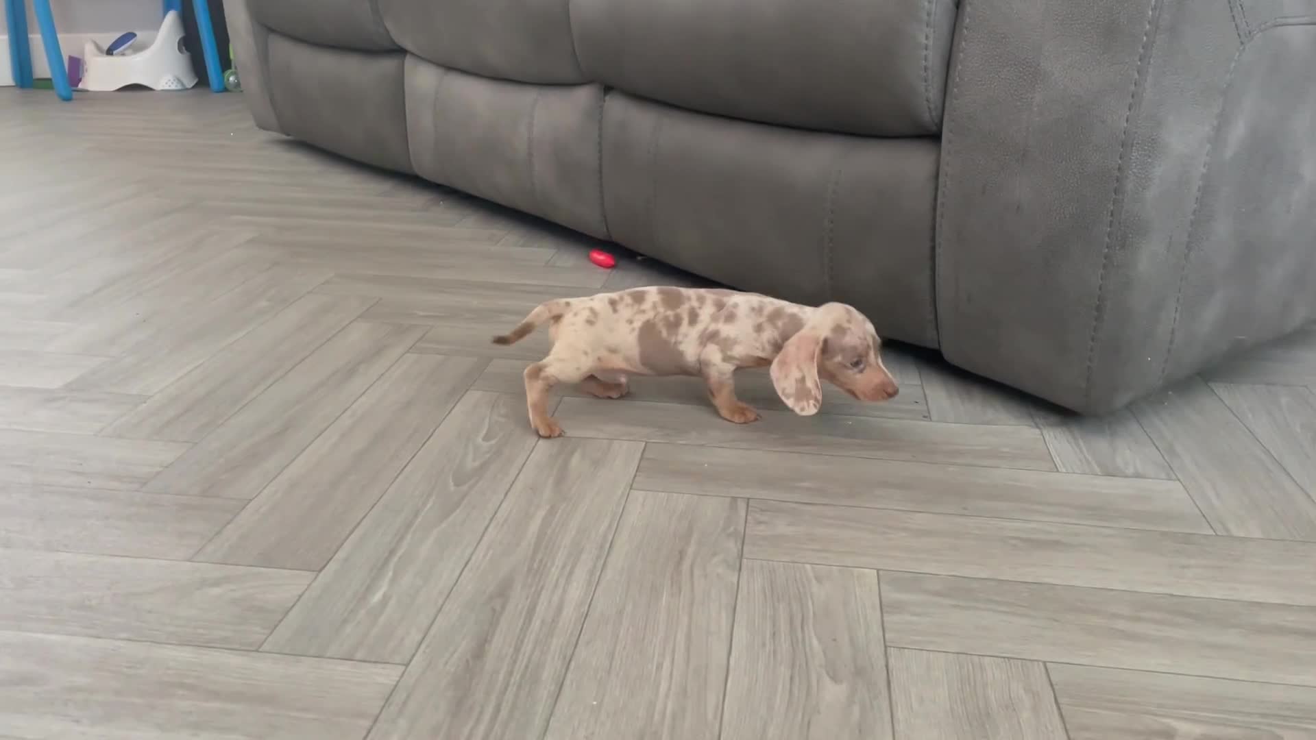 Miniature Dachshund dogs for sale: BEAUTIFUL TINY MINIATURE DASCHUNDS DAPPLE  - Video 2