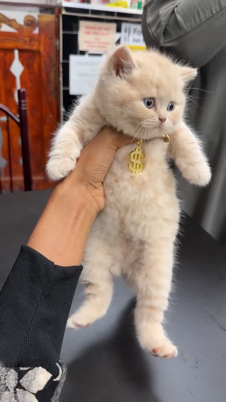 British Shorthair cats for sale: 1 Cream kitten  - Video 2