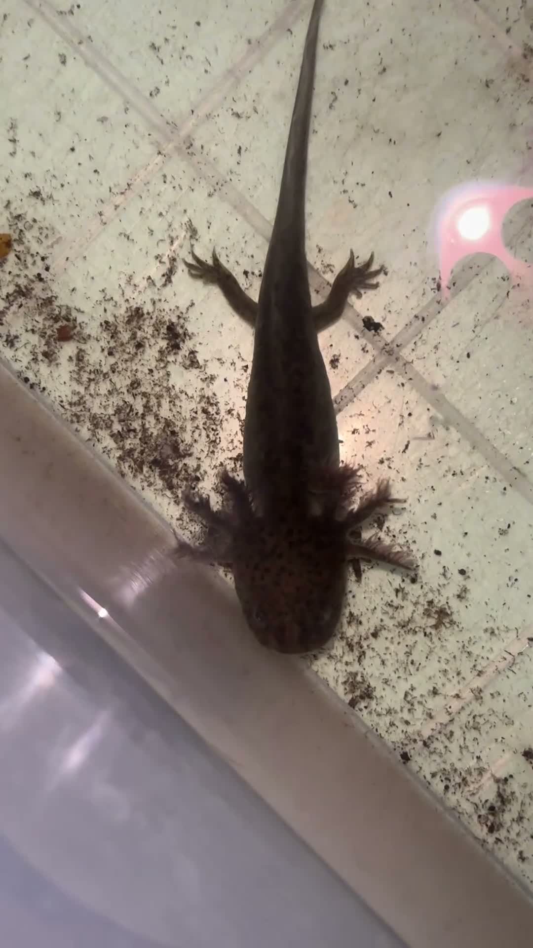 Axolotl reptiles for sale: Baby Axoltol looking for new homes ***3 LEFT*** - Video 1