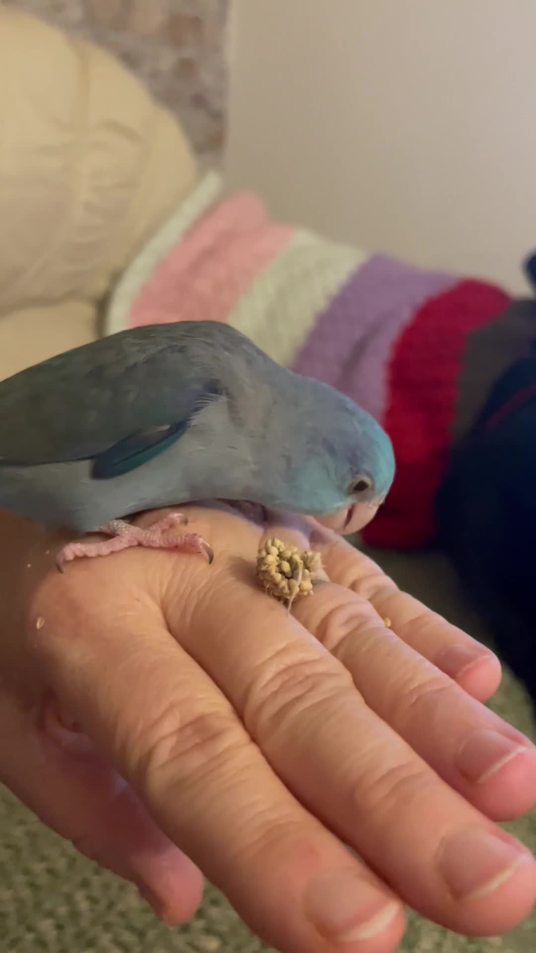 Parakeets birds for sale: Beautiful hand tamed baby specific parottlet  - Video 1