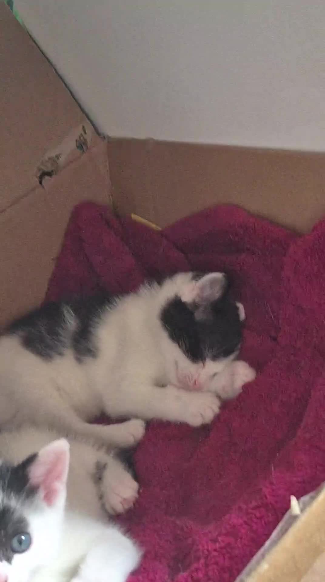 Domestic Shorthair cats for sale: Two kittens for sale - Video 1