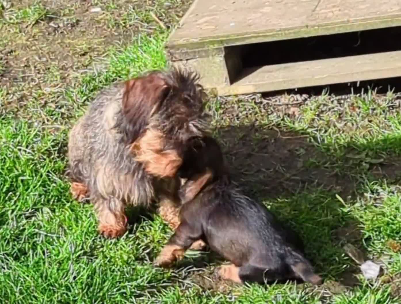 Dachshund dogs for sale: Working wirehaired dachshund pup - Video 1