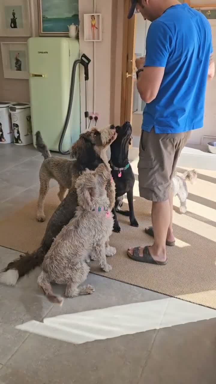 Labradoodle dogs for sale: Beautiful miniature labradoodle - Video 1