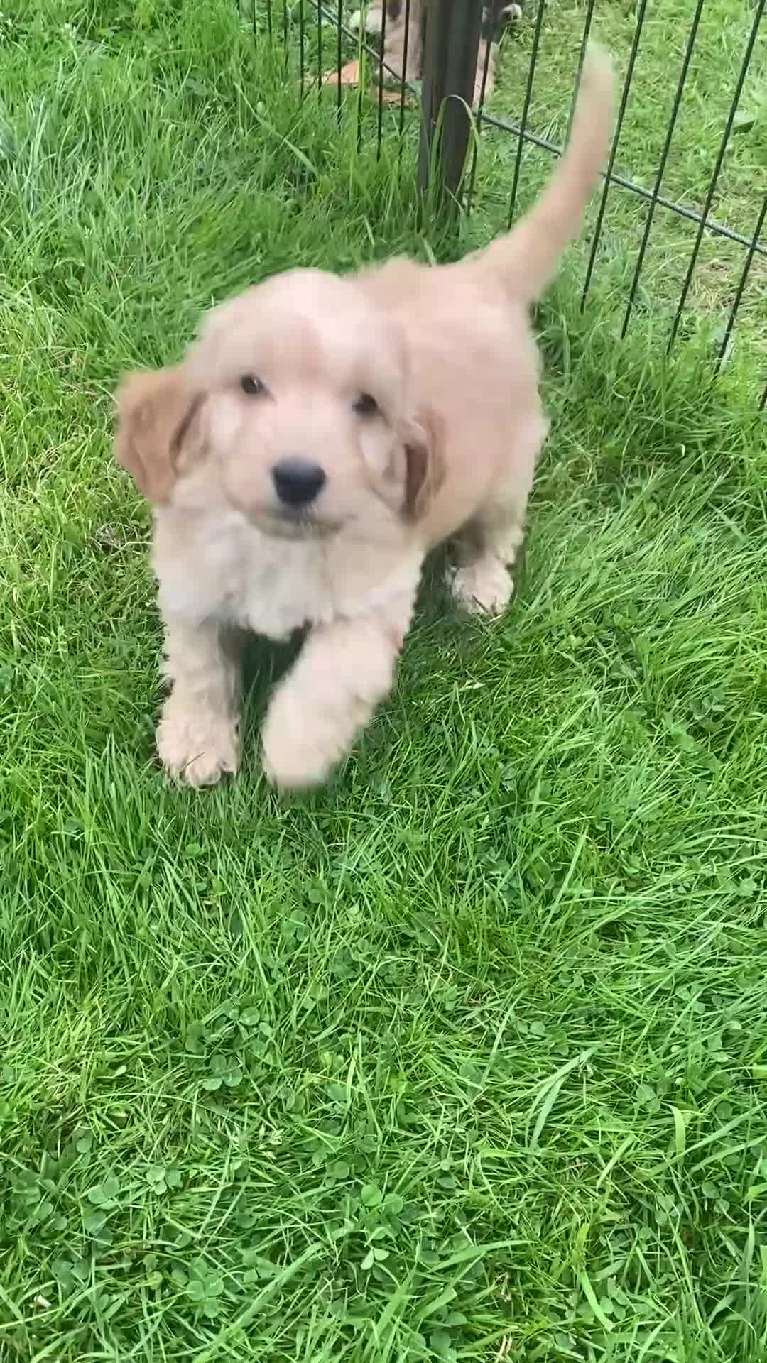 Cockapoo dogs for sale: F1 SABLE COCKAPOO BOYS.READY NOW. - Video 2