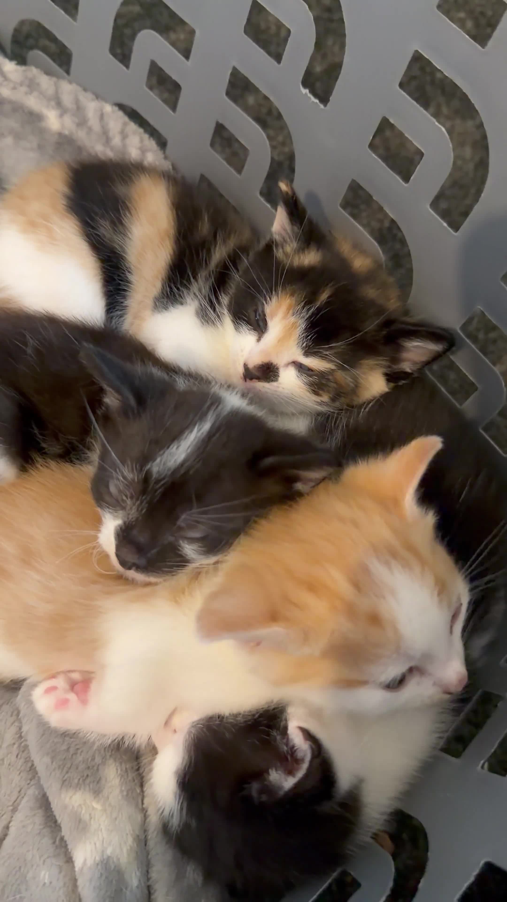 Mixed Breed cats for sale: Kittens for sale  - Video 1
