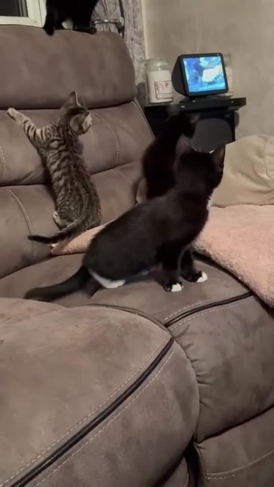 Mixed Breed cats for sale: 4 Gorgeous and playful kittens - Video 3