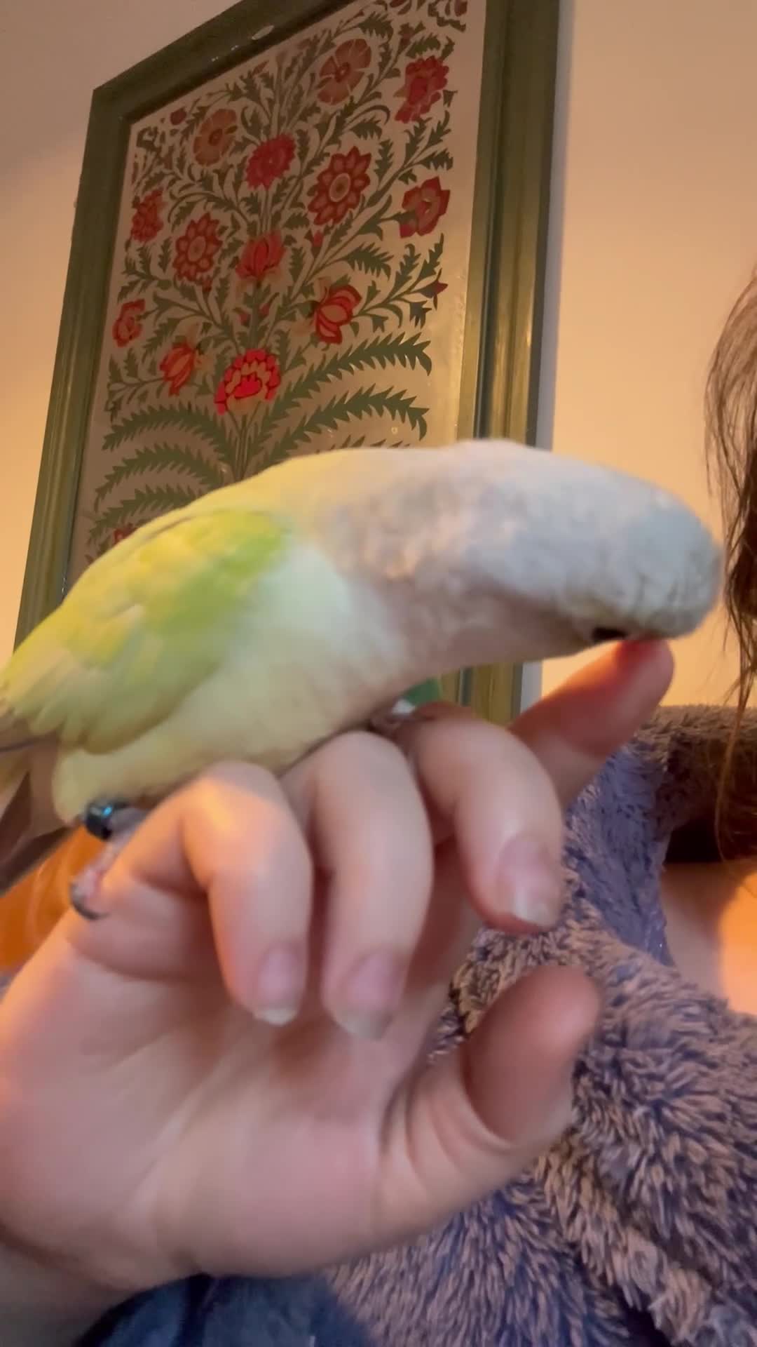 Conures birds for sale: Breeding Pair Mint Green Conures - Video 1